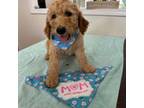 Goldendoodle Puppy for sale in Gulfport, MS, USA