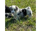 Cardigan Welsh Corgi Puppy for sale in Walnut Cove, NC, USA