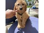 Goldendoodle Puppy for sale in Emmett, ID, USA