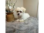 Maltese Puppy for sale in Portsmouth, NH, USA
