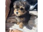 Mutt Puppy for sale in Lakeville, OH, USA