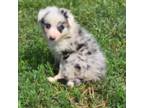 Border Collie Puppy for sale in Rock, KS, USA