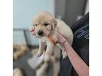 Golden Retriever Puppy for sale in Montgomery, AL, USA