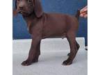 German Shorthaired Pointer Puppy for sale in San Bernardino, CA, USA