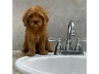 Cavapoo Puppy for sale in Fort Myers, FL, USA