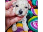 Poodle (Toy) Puppy for sale in Fremont, OH, USA