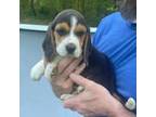 Beagle Puppy for sale in Martinsville, IN, USA
