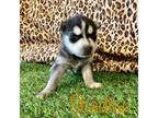Alaskan Klee Kai Puppy for sale in Maurice, IA, USA