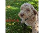 Mutt Puppy for sale in Layton, UT, USA