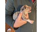 Mutt Puppy for sale in Layton, UT, USA