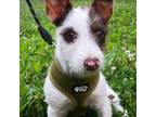 Parson Russell Terrier Puppy for sale in Nashville, TN, USA