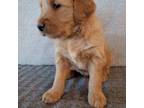 Golden Retriever Puppy for sale in Scottsdale, AZ, USA