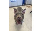 Adopt Miss Hippo a American Staffordshire Terrier