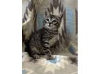 Adopt 18677 a Domestic Short Hair