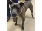 Adopt 18805 a Pit Bull Terrier