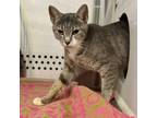 Adopt Pineapple a Domestic Short Hair