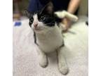 Adopt Leche a Domestic Short Hair