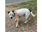 Adopt Dottie a Dalmatian