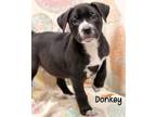 Adopt Donkey a Pit Bull Terrier