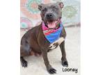 Adopt Looney a Pit Bull Terrier