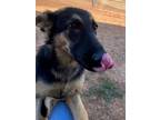 Adopt Matilda a German Shepherd Dog