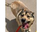 Adopt Jackson a German Shepherd Dog