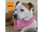 Adopt Pinky (ADOPTION FEE SPONSORED!) a Mixed Breed