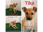 Adopt Tika a Mixed Breed