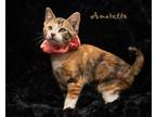 Adopt Amaretto a Domestic Short Hair