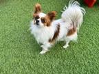 Adopt Issie a Papillon
