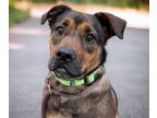 Adopt PIXEL* a Pit Bull Terrier, Mixed Breed