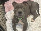 Adopt ANNA-BELLY* a Pit Bull Terrier