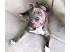 Adopt ANNA-BELLY* a Pit Bull Terrier