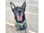 Adopt CACTUS WREN* a German Shepherd Dog