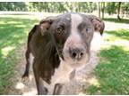 Adopt ECHO a Pit Bull Terrier, Mixed Breed