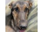 Adopt HOPE* a German Shepherd Dog