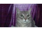 Adopt BUMBLE BEE* a Domestic Short Hair