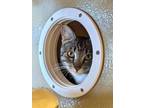 Adopt Miso Sopretty a Tabby, Domestic Short Hair