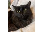 Adopt Miss Biscuits a Domestic Long Hair