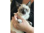 Adopt Amethyst a Siamese