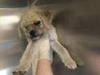 Adopt Dog a Brussels Griffon, Mixed Breed