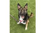 Adopt Friday Sky a German Shepherd Dog, Siberian Husky