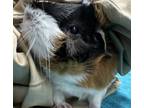 Adopt Rein a Guinea Pig