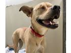 Adopt Peach a American Staffordshire Terrier, Siberian Husky