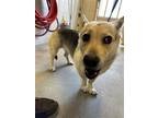 Adopt MADONNA a Cardigan Welsh Corgi