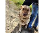 Adopt Petra a Shepherd, Cattle Dog