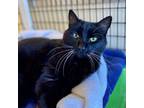 Adopt Cricket a Domestic Short Hair