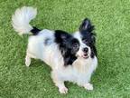 Adopt EER a Papillon