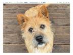 Adopt SOONSIM a Norwich Terrier, Cairn Terrier