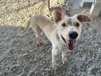 Adopt A131827 a Labrador Retriever, German Shepherd Dog